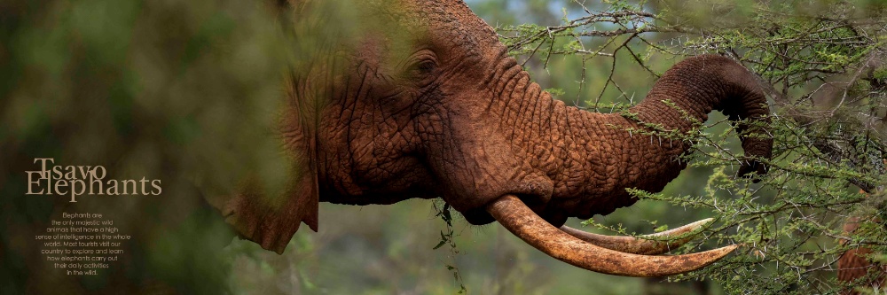 Asili Yetu Afrika Wildlife Coffee Table Book By Kenyan The Number Of Tourists Had Reduced Comparatively David S Passion For Wildlife And Photography His Knowledge On Importance Conserving Wild